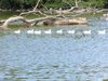 parc_ioseaux_38