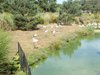 parc_ioseaux_25