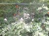 parc_ioseaux_12