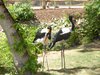 parc_ioseaux_59