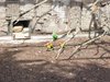 parc_ioseaux_16