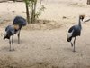 parc_ioseaux_57