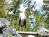 parc_ioseaux_64