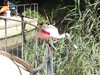 parc_ioseaux_14