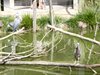 parc_ioseaux_32