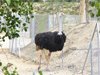 parc_ioseaux_54