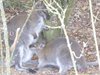 parc_ioseaux_29