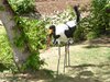 parc_ioseaux_60