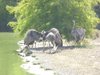 parc_ioseaux_24