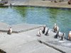 parc_ioseaux_100