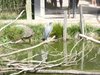 parc_ioseaux_31