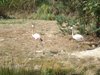 parc_ioseaux_22